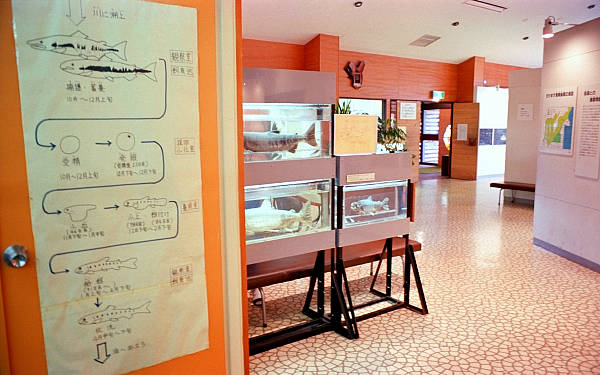 本館展示ホール (5) サケ標本