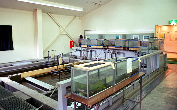 養魚池（現飼育展示室）