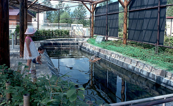 屋外かんさつ池 (3)