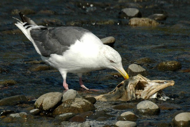 ワル顔？のオオセグロカモメ成鳥