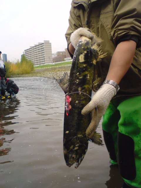 センサー付きのサケ