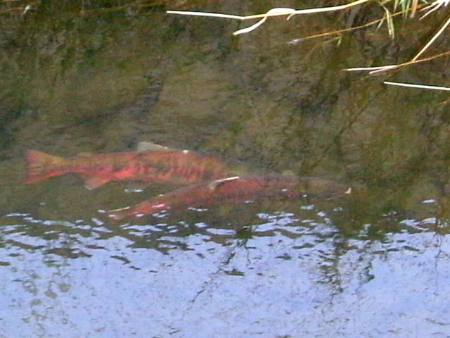 すごく赤い魚