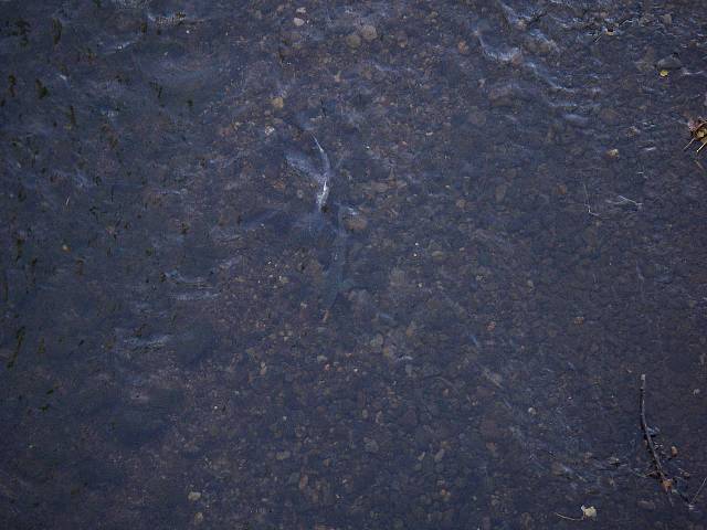 農試公園橋の上(下流側）から見たサケ