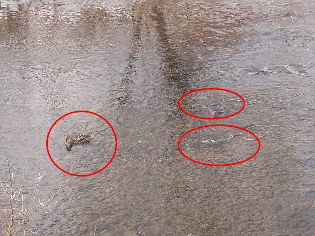 川底を見つめるカモと、その後ろで泳いでいるサケ。