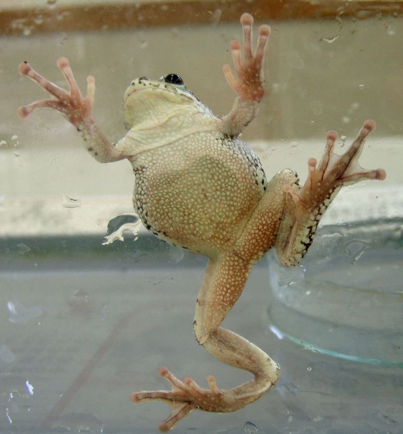 ニホンアマガエル