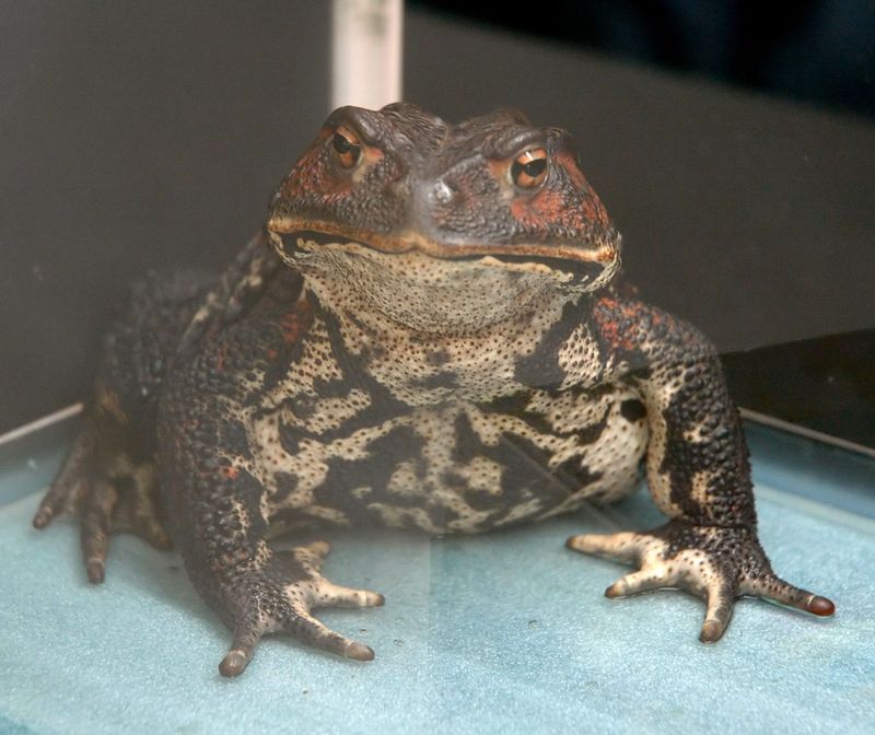 ニホンヒキガエル