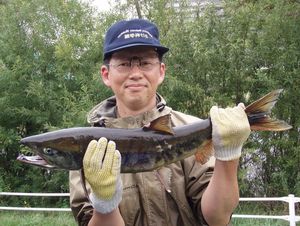 捕獲したサケ