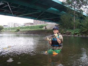 水穂大橋下で捕獲
