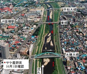 サケの産卵場所