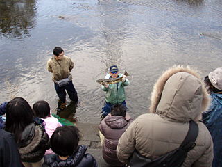 親ザケの観察・解説