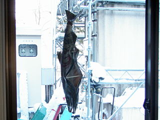 腹の中もよく見えます