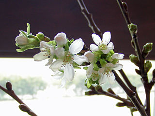 サクランボの花♪