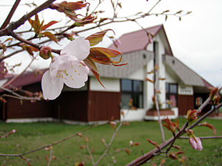 さけ科学館の桜も開花
