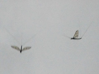 羽を広げて降下中