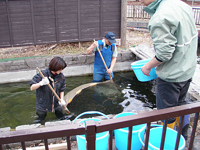 池からすくう