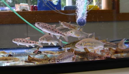 北の沢川の魚たち
