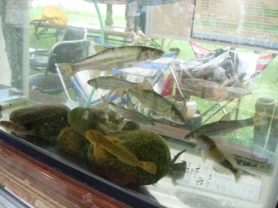 真駒内川のいきものの水槽展示