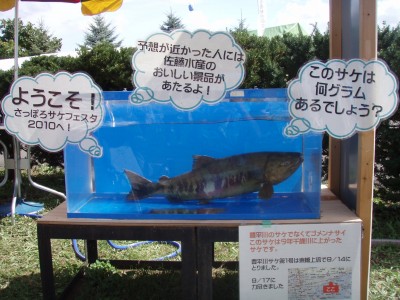 サケおかえりなさい