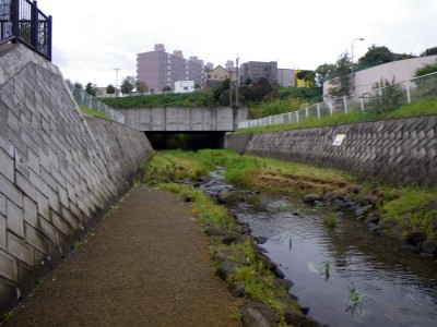 濁川 濁川サケ遡上
