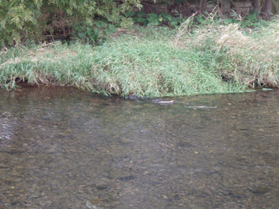 農試公園橋下流のサケ