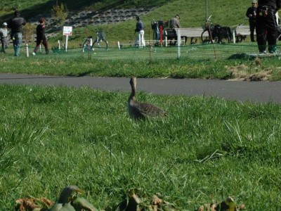河川敷に来たマガン