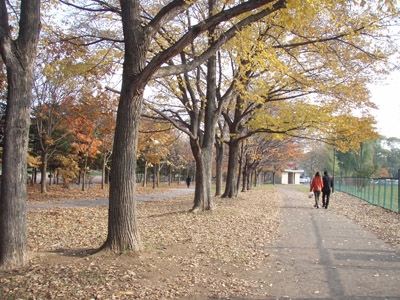 秋の農試公園