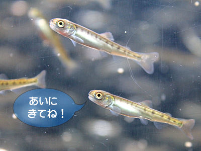 あいにきてね！