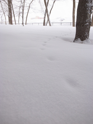 雪の中の足跡