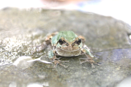 アマガエル
