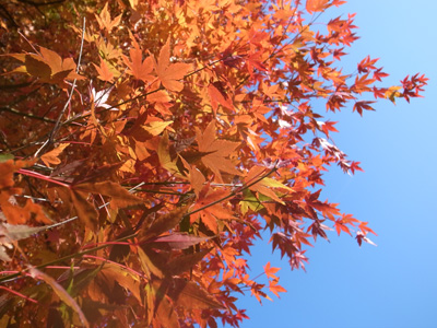 もみじ紅葉01 もみじ紅葉02