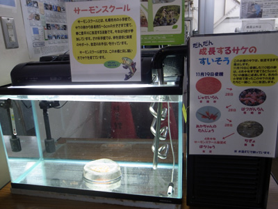 サーモンスクール水槽
