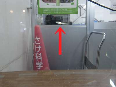 泳いでいます