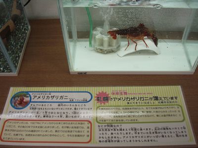 アメリカザリガニの展示