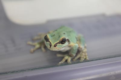アマガエル