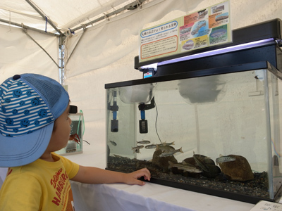 イカタ下り会場にいる生き物たち