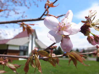 さけ科学館の桜2013