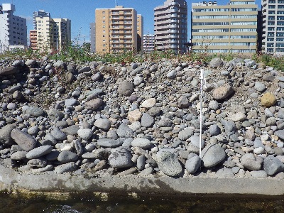 4号床止め魚道埋没
