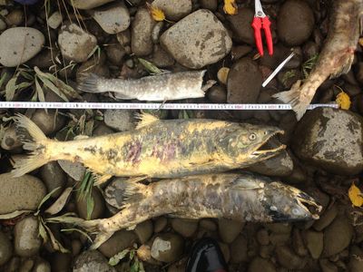 アメマスの死体とサケのホッチャレ