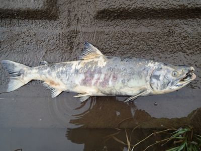 オスのホッチャレ