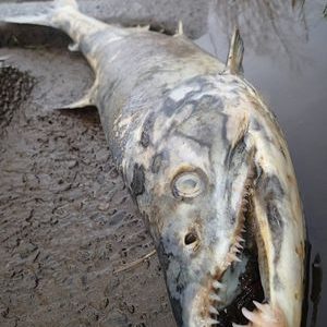 オスのホッチャレ2