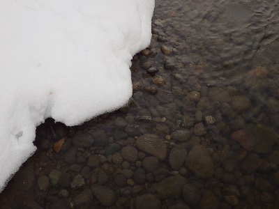 雪の下にある産卵床