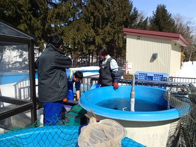 3月20日(木)サケ稚魚放流準備