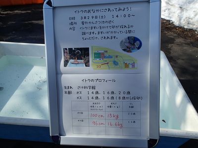本日触ったイトウ情報