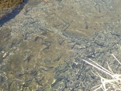 放流されたサケ稚魚
