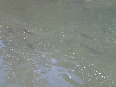 サクラマスの群れ_カモメ橋下流堰堤