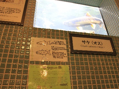 真駒内公園小展示_地下かんさつ室