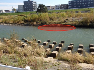 サケ観察ポイント