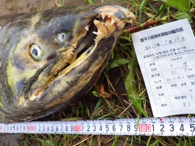 オスザケ大②