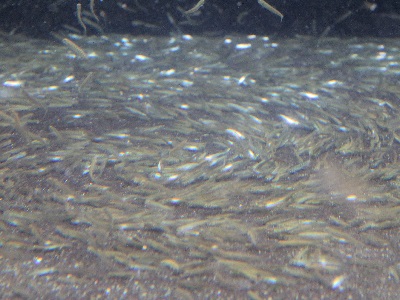 20141227サケ稚魚池出し④