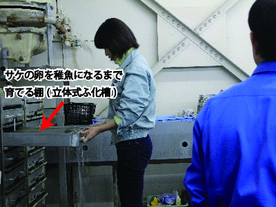 20141227サケ稚魚池出し①